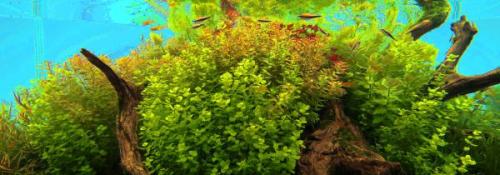 Aquatic Plants