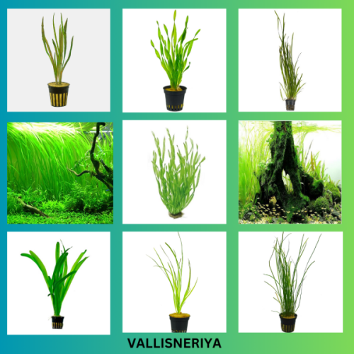 Vallisneria  Varieties