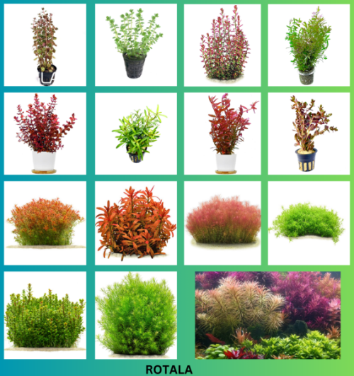 Rotala Varieties