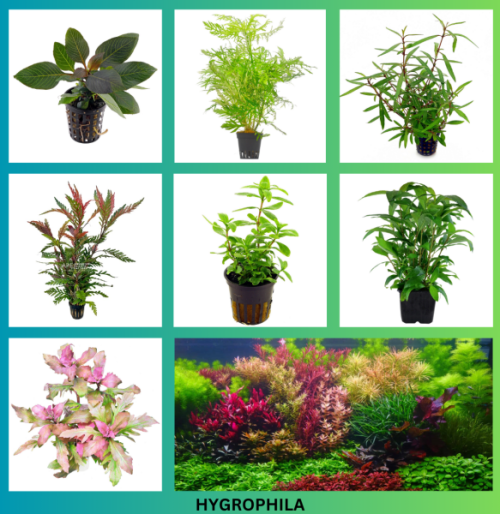 Hygrophila Varieties