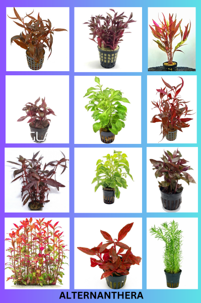 Alternanthera Varieties