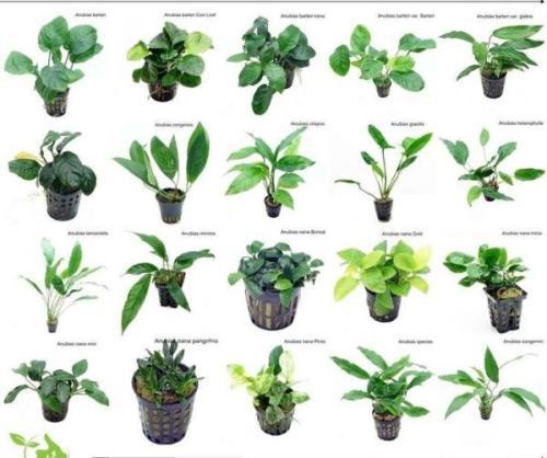 Anubias Nana Varieties
