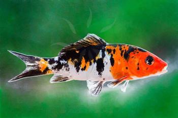 Koi Carp Tri-Color
