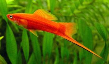 Red Swordtail