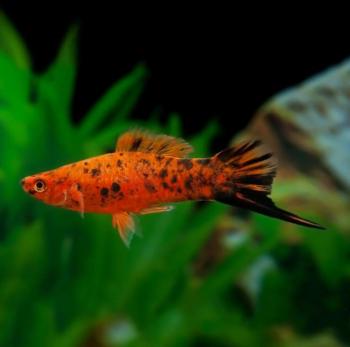 Berlin Swordtail