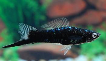 Black Swordtail