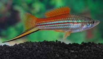 Neon Swordtail