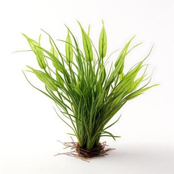 Vallisneria Nana