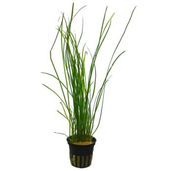 Vallisneria Gracilis Nana