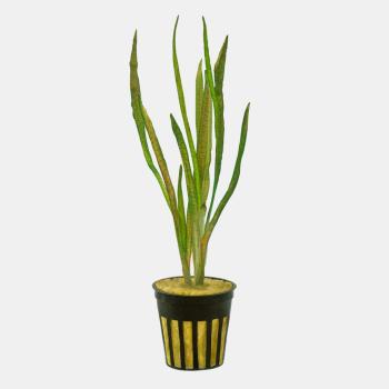 Vallisneria Jungle Val