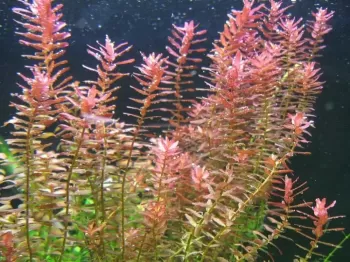 Rotala Indica