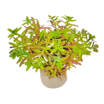 Rotala Ceylon