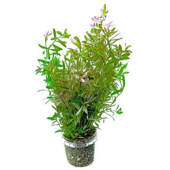 Rotala Rotundifolia Ceylon Bund