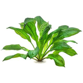 Echinodorus Grisebachii Tropica