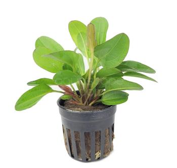 Echinodorus Small Bear