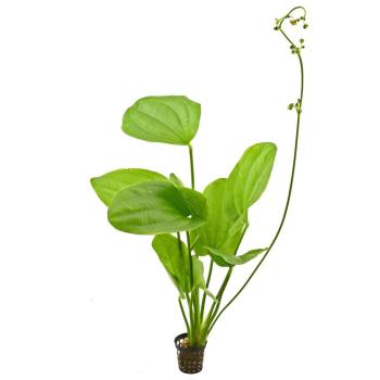 Echinodorus Cordifolius