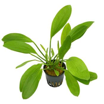 Echinodorus Green Chameleon