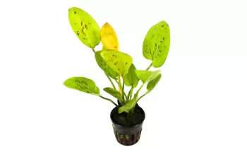 Echinodorus Yellow Sun