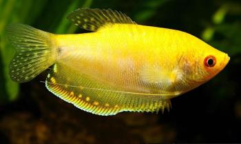 Golden Gourami
