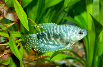 Opaline Gourami