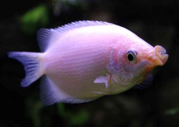 Pink Kissing Gourami