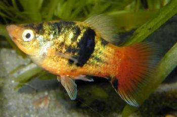 Calico Variatus Platy