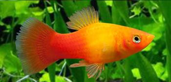 Sunset Platy