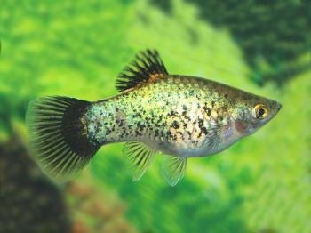 Neon Green Wagtail Platy