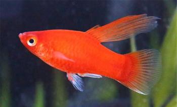 Red Hi Fin Platy